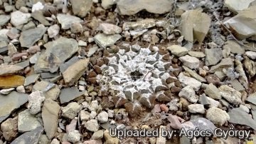 26741 agocs Agócs György