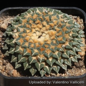 16048 valentino Valentino Vallicelli