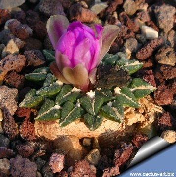3697 cactus-art Cactus Art