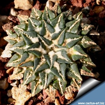 3699 cactus-art Cactus Art