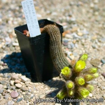 13214 valentino Valentino Vallicelli