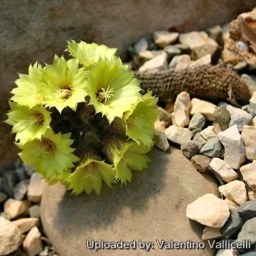 13216 valentino Valentino Vallicelli