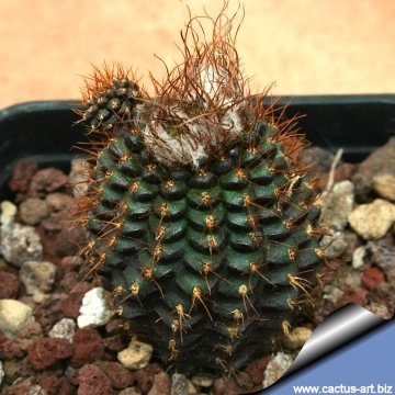 13221 cactus-art Cactus Art