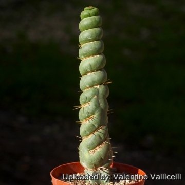 18503 valentino Valentino Vallicelli