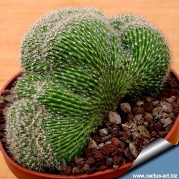 13663 cactus-art Cactus Art