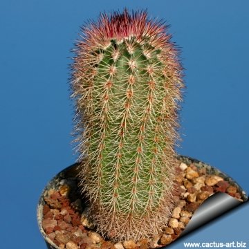 14124 cactus-art Cactus Art