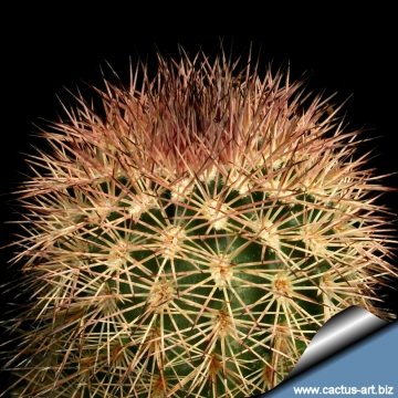 14125 cactus-art Cactus Art