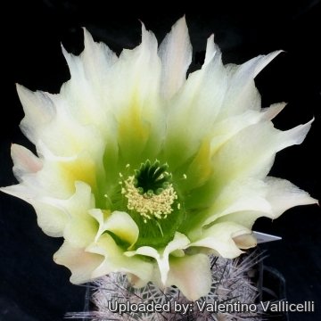 14350 valentino Valentino Vallicelli