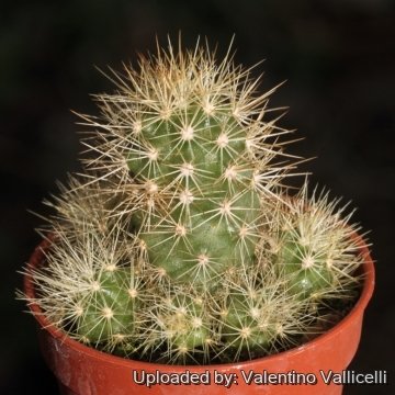 18405 valentino Valentino Vallicelli