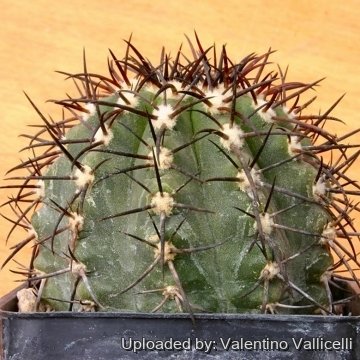 14692 valentino Valentino Vallicelli