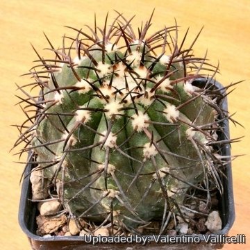 14694 valentino Valentino Vallicelli