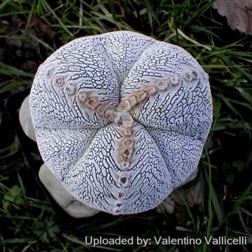 15036 valentino Valentino Vallicelli