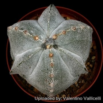 15038 valentino Valentino Vallicelli