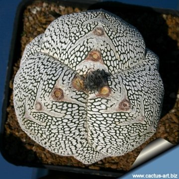 15042 cactus-art Cactus Art