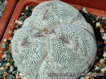 21885 flavio Flavio Agrosi