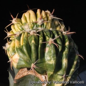 15485 valentino Valentino Vallicelli