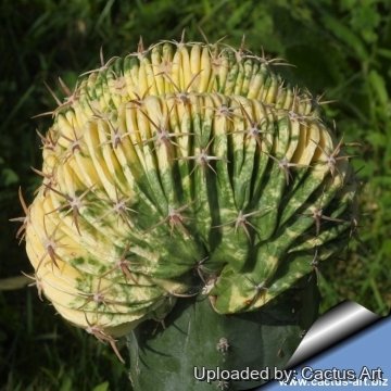 22187 cactus-art Cactus Art