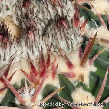 17790 valentino Valentino Vallicelli