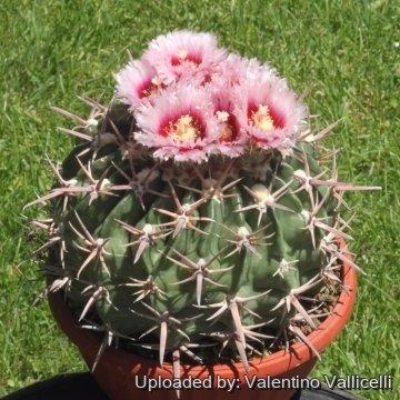 17793 valentino Valentino Vallicelli