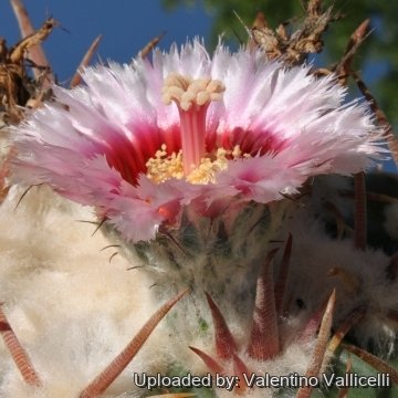 7023 valentino Valentino Vallicelli