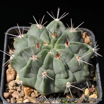 15662 valentino Valentino Vallicelli