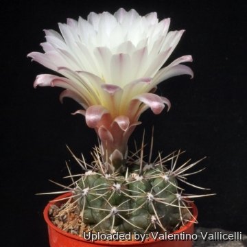 16180 valentino Valentino Vallicelli