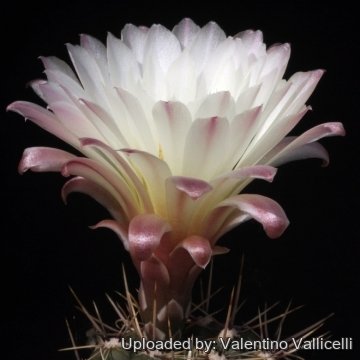 16181 valentino Valentino Vallicelli