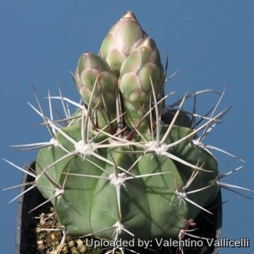 17810 valentino Valentino Vallicelli