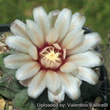 17853 valentino Valentino Vallicelli