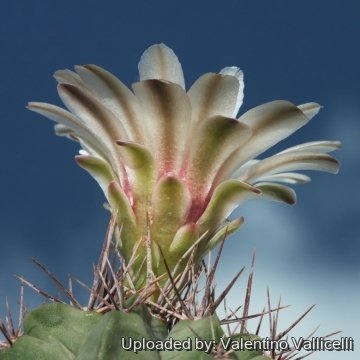 17855 valentino Valentino Vallicelli