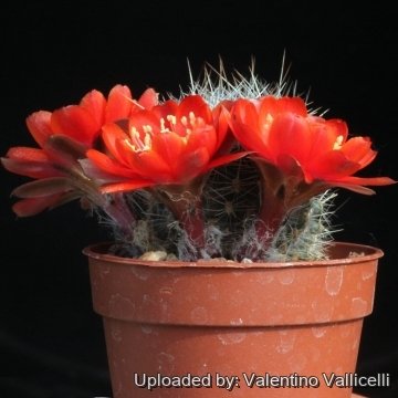 16010 valentino Valentino Vallicelli