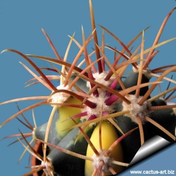 16497 cactus-art Cactus Art