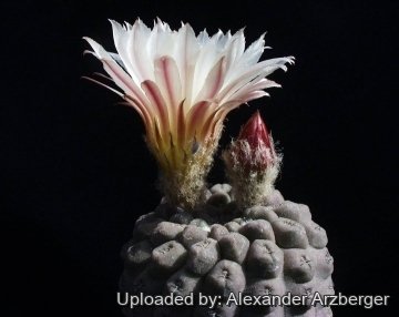 27952 alexander Alexander Arzberger