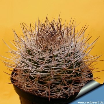 13603 cactus-art Cactus Art