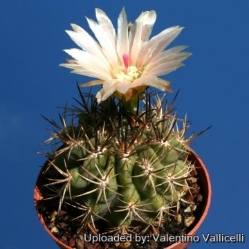 13540 valentino Valentino Vallicelli