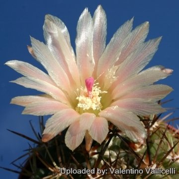 13541 valentino Valentino Vallicelli