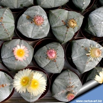 6124 cactus-art Cactus Art