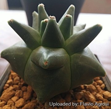 30410 flavio Flavio Agrosi