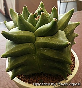 30412 flavio Flavio Agrosi