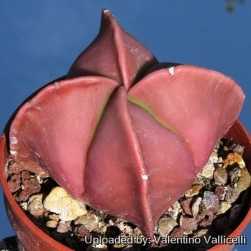 15022 valentino Valentino Vallicelli