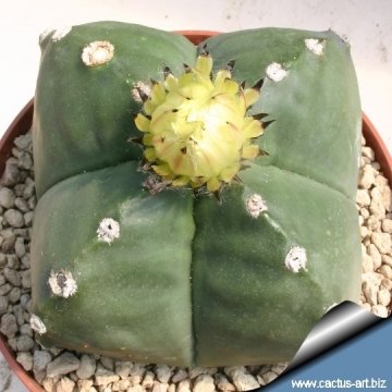 15029 cactus-art Cactus Art