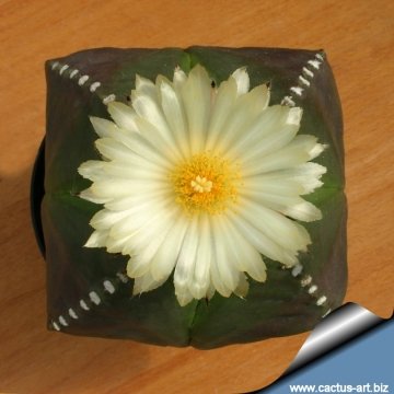 15030 cactus-art Cactus Art