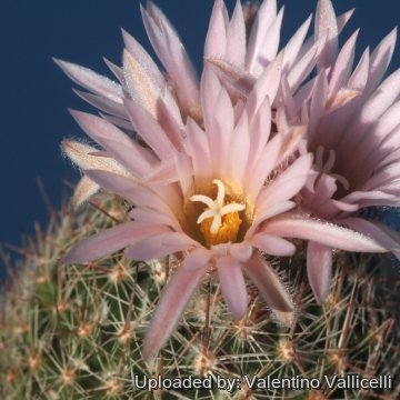 18086 valentino Valentino Vallicelli