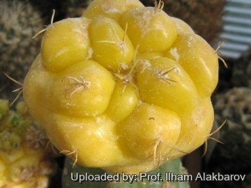 22147 Ilham Prof. Ilham Alakbarov