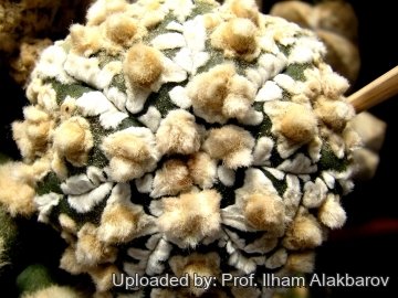 18751 Ilham Prof. Ilham Alakbarov