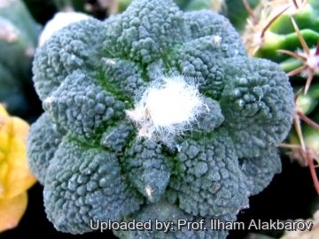 18738 Ilham Prof. Ilham Alakbarov