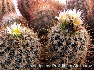 29885 Ilham Prof. Ilham Alakbarov