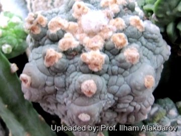 18809 Ilham Prof. Ilham Alakbarov