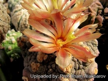 26145 Ilham Prof. Ilham Alakbarov