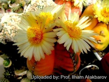 18647 Ilham Prof. Ilham Alakbarov